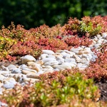 Popisek: Extenzivní zelená střecha – detail. Užívají se suchomilné rostliny a pásy ze štěrku. Zdroj: Adobestock – Josef Kubeš
